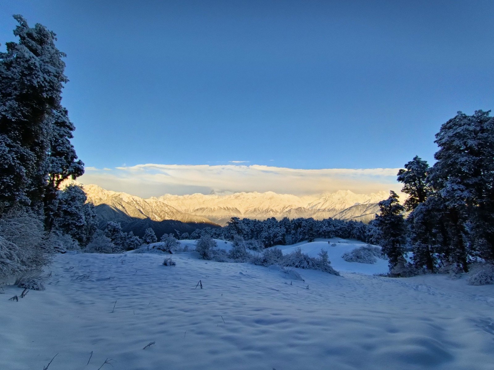 Evening light on the snow bowl below Dayara, ringed by oak and rhododendron forest