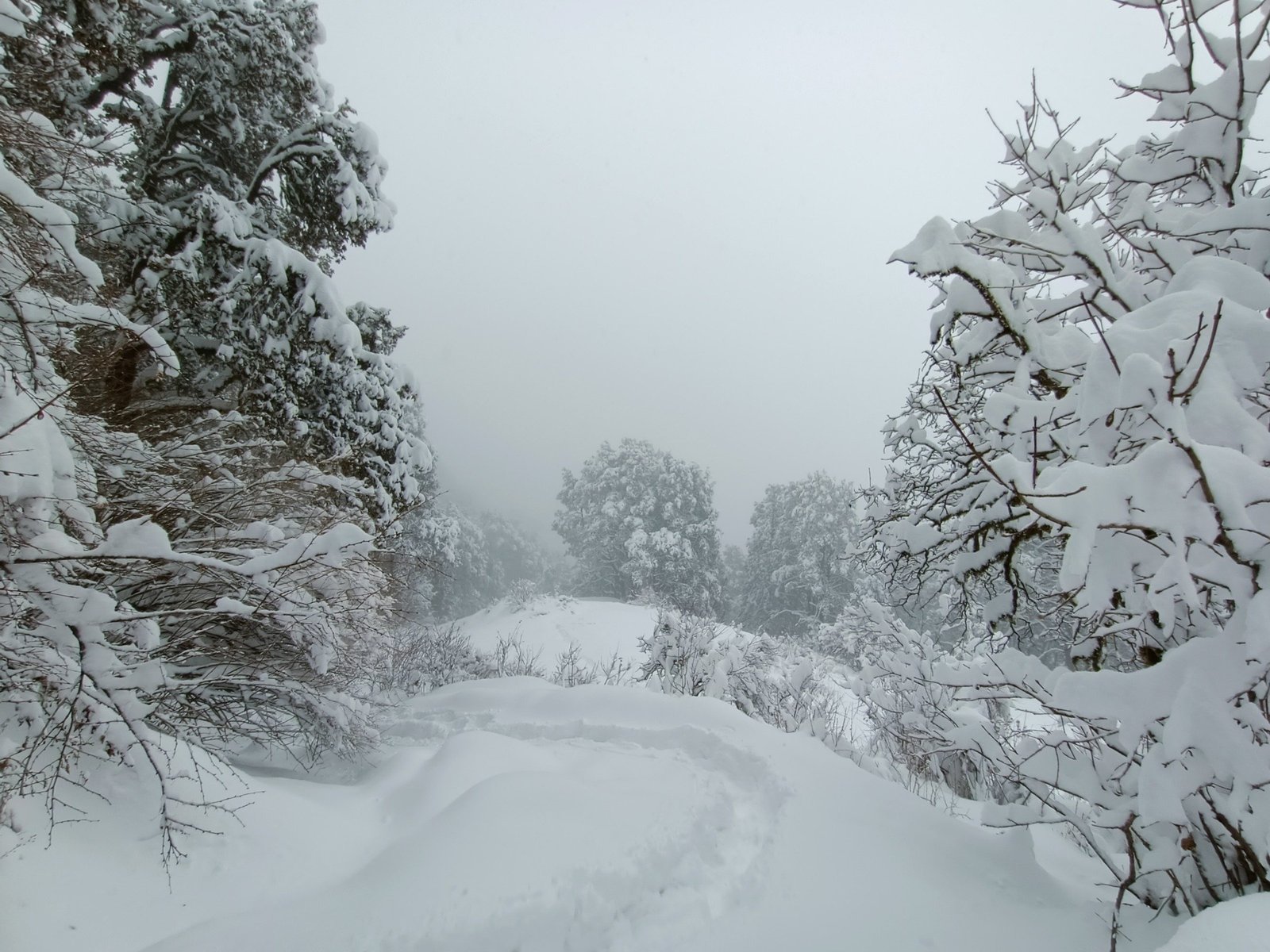 Fresh snow weighing down the trees on the trail between Gui and Dayara Top