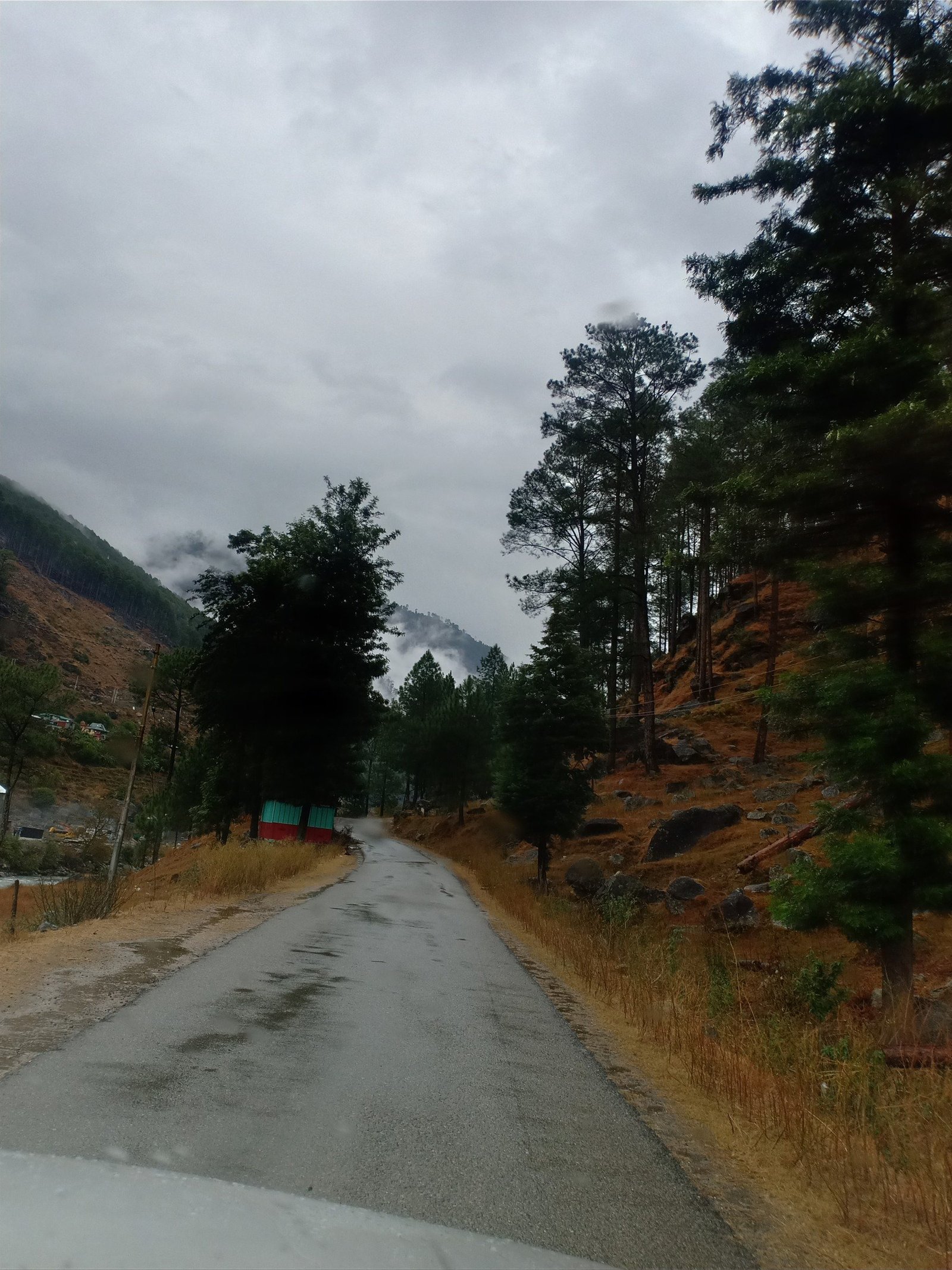 The road through pine forest on the way to the trek start