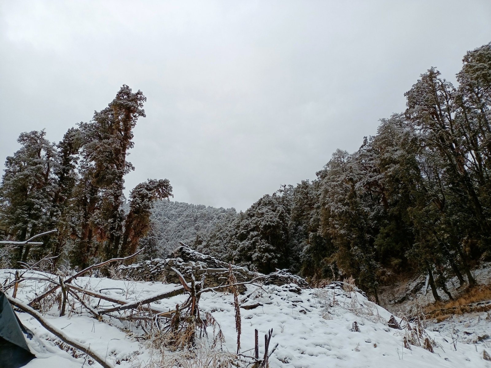 Snow-covered trees at the edge of the camp