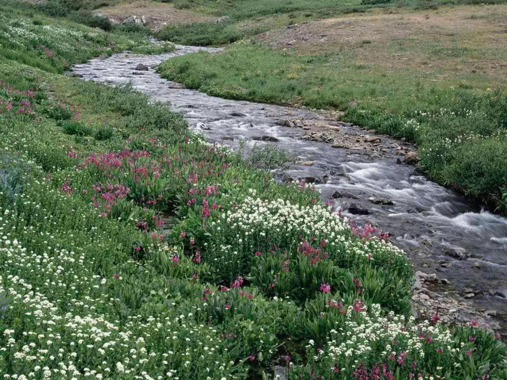 Stream through a meadow of white and pink wildflowers on the Har Ki Dun trek