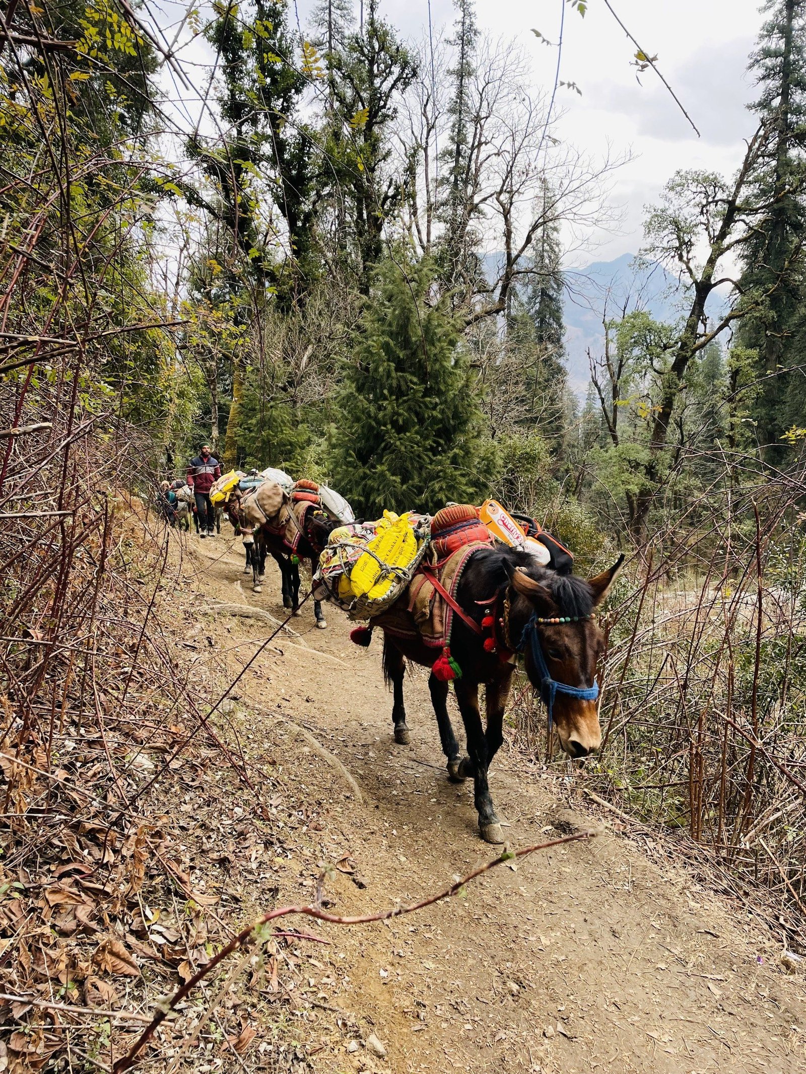 The lower forest trail on Kedarkantha, clear of snow, with the mule team on the way up