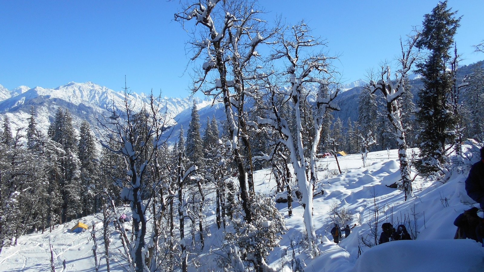 Snow-laden forest below the peaks on the Kedarkantha trek
