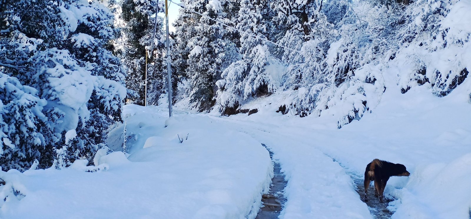 A snowbound lane between snow-laden trees in winter