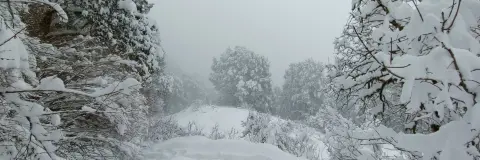 Dayara Bugyal Temperature: -10C Nights, Weather by Season