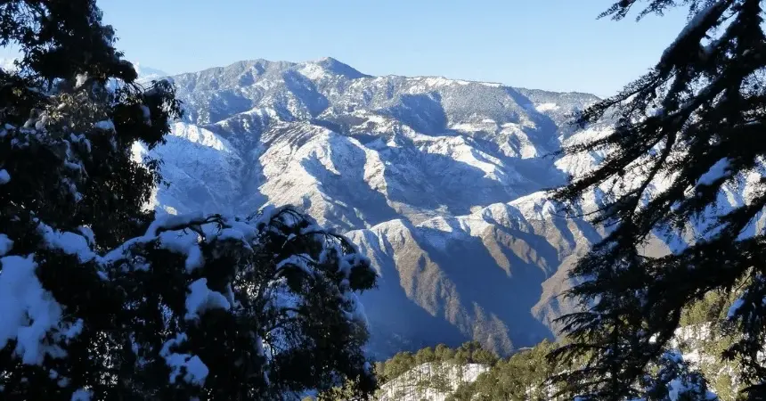 Snow peaks of the Garhwal Himalaya seen through deodar trees on the Nag Tibba trail