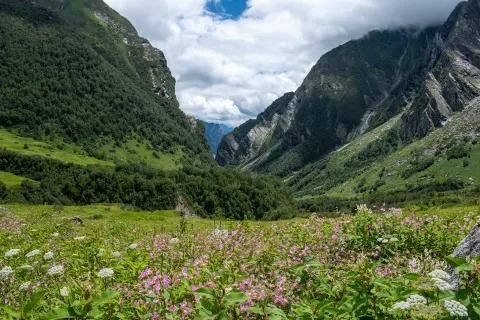 Valley of flowers