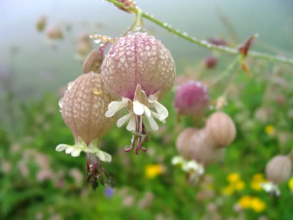 Valley of flowers - Trek Scenery