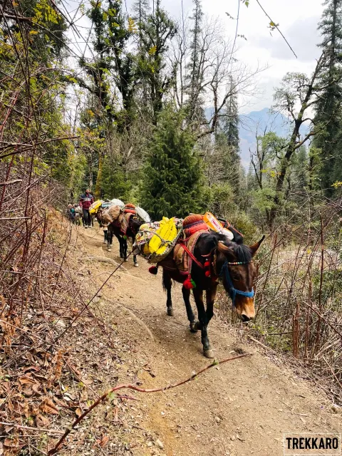 Kedarkantha Trek — photo 4 from a Trekkaro batch