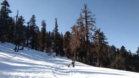 Snowy pine forest on the way to Kedarkantha base camp